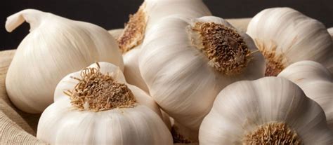 fresh white garlic manufacturer  junagadh gujarat india  krastradhi producer company limited
