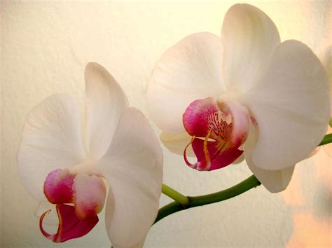 care  orchids flower inspirationseekcom