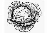 Cabbage Coloring Pages Dessin Chou Choux Edupics Kool Printable Vegetables Color sketch template