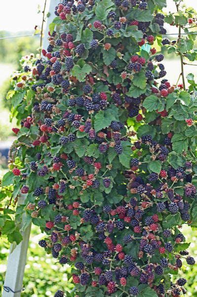 grower experience  blackberry   garden layout growing
