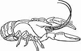 Crawfish Crayfish Cray Freshwater Crustaceans sketch template
