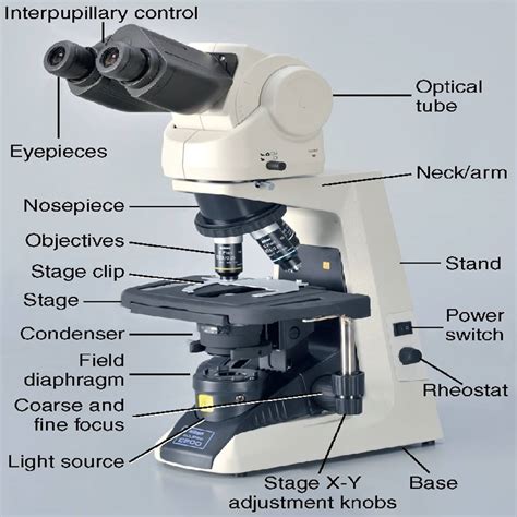 list  pictures pictures   labeled microscope superb