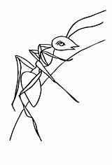 Ameise Insekten Ausmalbild Mewarnai Semut Ayo Berbagai Macam sketch template