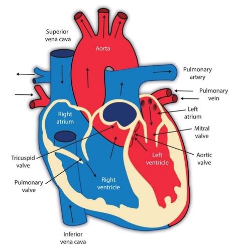 parts   human heart   functions wellnessbeam