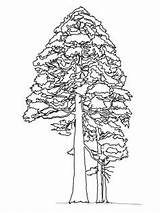 Redwood Supercoloring sketch template