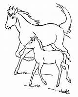 Pferd Foals Pferde Foal Fohlen Coloringhome Malvorlagen Realistic Mystical Codes Insertion sketch template