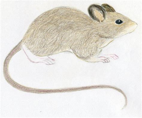 draw  mouse