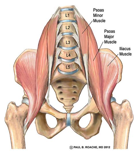 Understand Hip Anatomy Muscles For Yoga Jason Crandell Yoga