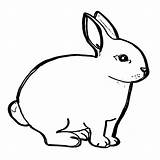 Hase Hasen Ausdrucken Kaninchen Malvorlagen sketch template