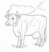 Cow Kuh Longhorn Malvorlagentv Texas Kites Moose sketch template