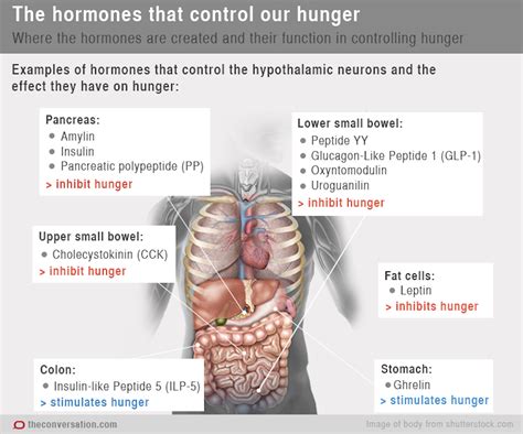 Chemical Messengers How Hormones Make Us Feel Hungry And Full
