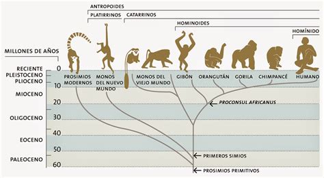 el origen de los hominidos  es  hominido
