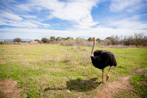 oudtshoorn ostrich ride bold travel