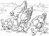 Coloring Chicken Pages Farm Chickens Animal Cute Printable Baby Book Animals Sheets Visit sketch template