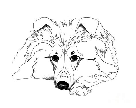 shetland sheepdog coloring pages sheltie love drawing  retouch