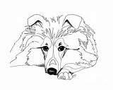 Sheepdog Shetland Sheltie Retouch Malvorlagen Tiere Designlooter sketch template