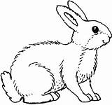 Lapin Kelinci Mewarnai Lapins Rabbit Hewan Konijn Coloriages Kleurplaten Colorier Paud Ordinateur Topkleurplaat Alifiah Sketsa Terbaru Diposting Tk Disimpan sketch template