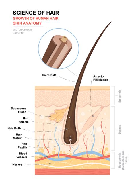 understanding  hair    viviscal healthy hair tips