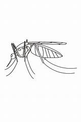 Coloring Pages Mosquito Outline Printable Insects Insect Kids Adults Flashcards Coloringbay Bestcoloringpagesforkids Flashcard Click Navigation sketch template