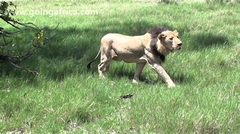 lion kills warthog  youtube