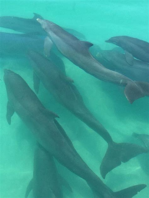 find key west dolphin tours here at fla the