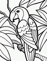 Jungle Coloring Pages Parrot Kids sketch template