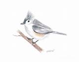 Titmouse Tufted sketch template