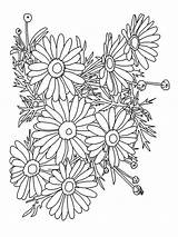 Chamomile Coloring Designlooter Flower Pages sketch template