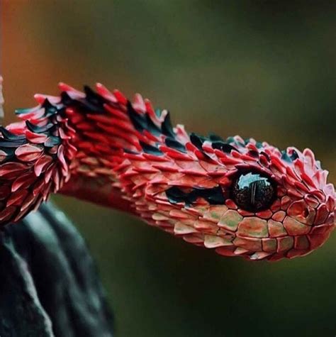 weekly inspiration  poisonous snakes bizarre animals african bush