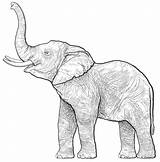Elephant Coloring Pages Drawing sketch template