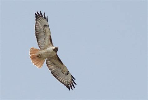 possible fuertes red tailed hawk in idaho by alex lamoreaux nemesis bird