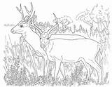 Coloring Deer Pages Printable Kids Hunting Mule Template Print Animal Buck Tailed Doe Animals Color Desert Realistic Colouring Sheets Fighting sketch template