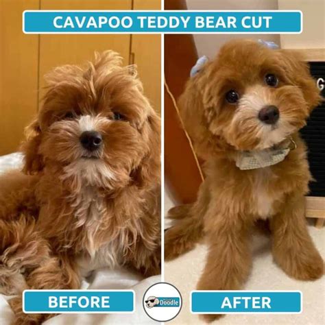 cavapoo haircuts   grooming style  puppy grooming cavapoo puppies dog