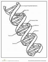 Dna Coloring Biology Science Worksheet Molecule Worksheets Education Genetics School Cell Middle Teaching Human Life Plant Kids Structure Cells Parts sketch template