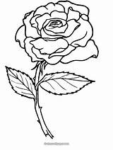 Coloring Pages Roses Rose Printable Flower Popular sketch template