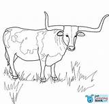 Longhorn Bull Stier Ausmalbilder Ausmalbild Ferdinand Steer Colorir Boi Cattle Tiere Skull Hereford Supercoloring Horned Ochse Kategorien sketch template