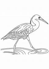 Coloring Egret Heron Pages Egrets Printable Running Water Birds Getcolorings Designlooter Print 1000px 2kb sketch template