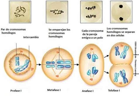 El Mundo CientÍfico DivisiÓn Celular Mitosis Y Meiosis
