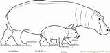 Hippopotamus Coloringpages101 sketch template