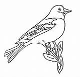 Baltimore Coloring Pages Orioles Oriole Drawing Getcolorings Bird Ravens Getdrawings sketch template