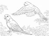 Coloring Pages Budgie Quaker Bird Popular sketch template