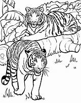 Coloriage Tigre Ancenscp sketch template