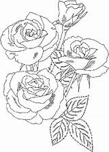 Rose Bouquet Coloring Roses Flower Color Drawing Sketch Print Size Luna Getdrawings Paintingvalley sketch template