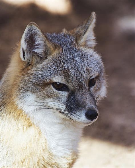 swift fox houston zoo photograph  tn fairey