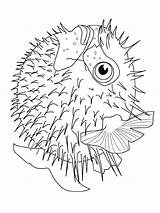 Vissen Kleurplaten Fisch Pesce Malvorlage Dieren Animali Poissons Palla Pez Ikan Mewarnai Ryby Animasi Pesci Bewegende Bergerak Puffer Stampare Animaties sketch template