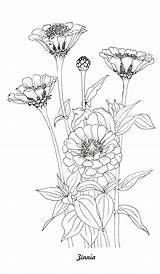 Coloring Botanical Illustration Flower Etsy Drawing sketch template
