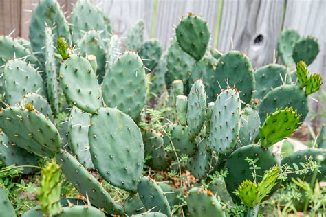 prickly pear cactus plant care growing guide