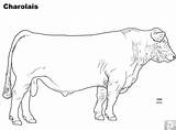 Coloring Cattle Pages Charolais Beef Cow Angus Breed Science Livestock Draw Animal Cows Farm Template Adult Sketch sketch template