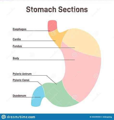 stomach sections  cardia  fundus  body  antrum cartoon