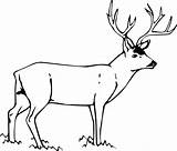 Deer Coloring Mule Getcolorings Whitetail Color Pages sketch template